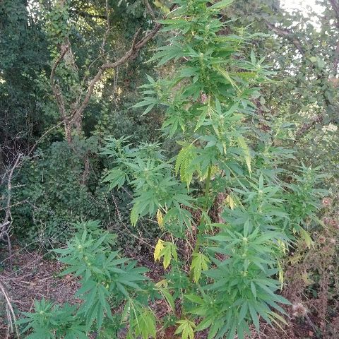 Génétique inconnue growlog photo: Arrosage 6l
Mis engrais azotée pour booster. (feuille jaune)
La flo progresse bien de joli boudin en cours. 