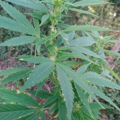 Génétique inconnue growlog photo: Arrosage 6l
Mis engrais azotée pour booster. (feuille jaune)
La flo progresse bien de joli boudin en cours. 