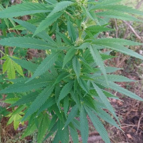 Génétique inconnue growlog photo: Arrosage 6l
Mis engrais azotée pour booster. (feuille jaune)
La flo progresse bien de joli boudin en cours. 