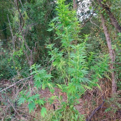 Génétique inconnue growlog photo: Peur du grand vent. Parti remettre un tuteur pour sécuriser. Et arrosage 4l. Les petits boudins blancs de flo se portent bien.. 