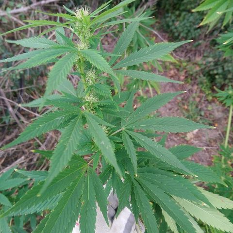 Génétique inconnue growlog photo: Peur du grand vent. Parti remettre un tuteur pour sécuriser. Et arrosage 4l. Les petits boudins blancs de flo se portent bien.. 