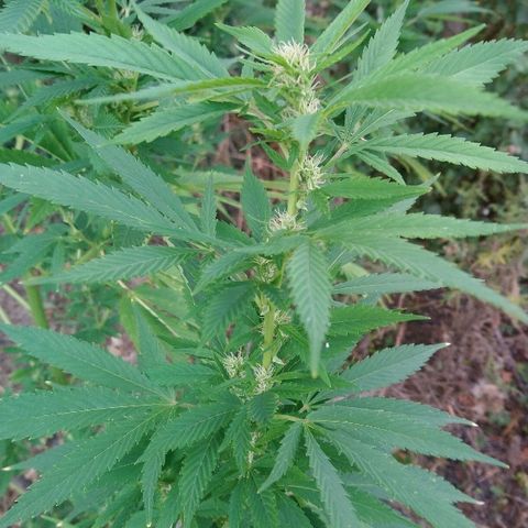 Génétique inconnue growlog photo: Peur du grand vent. Parti remettre un tuteur pour sécuriser. Et arrosage 4l. Les petits boudins blancs de flo se portent bien.. 