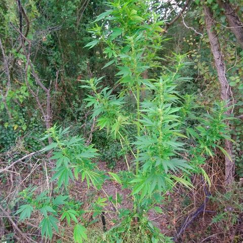 Génétique inconnue growlog photo: Peur du grand vent. Parti remettre un tuteur pour sécuriser. Et arrosage 4l. Les petits boudins blancs de flo se portent bien.. 