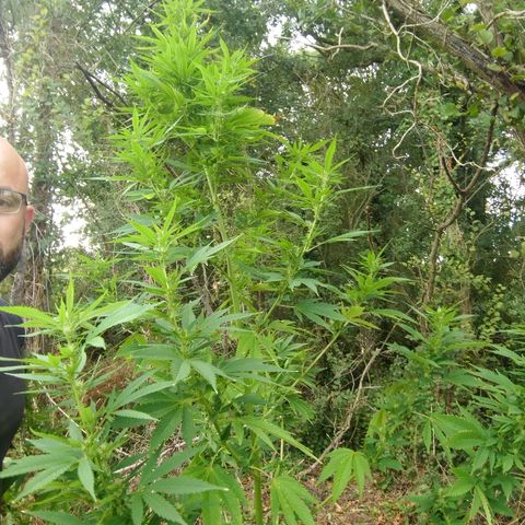Génétique inconnue growlog photo: Peur du grand vent. Parti remettre un tuteur pour sécuriser. Et arrosage 4l. Les petits boudins blancs de flo se portent bien.. 