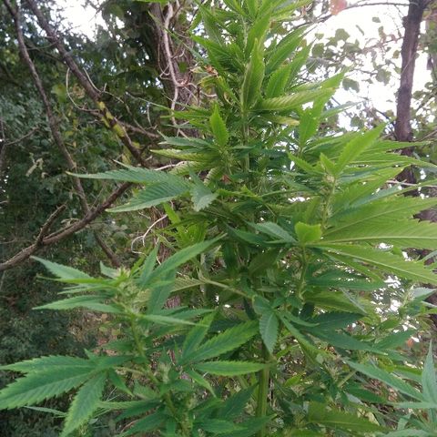 Génétique inconnue growlog photo: Peur du grand vent. Parti remettre un tuteur pour sécuriser. Et arrosage 4l. Les petits boudins blancs de flo se portent bien.. 