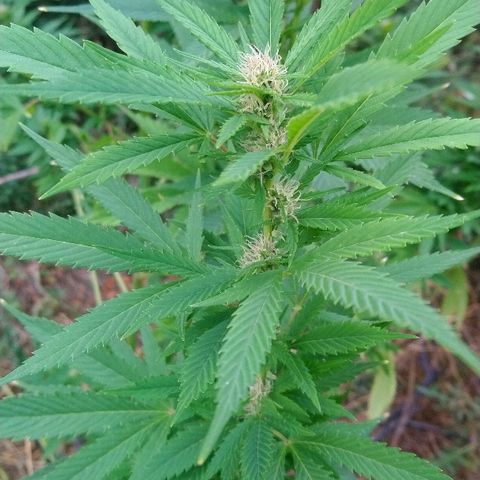 Génétique inconnue growlog photo: Petite visite... La floraison progresse, une bonne odeur commence à se dégager... 💪