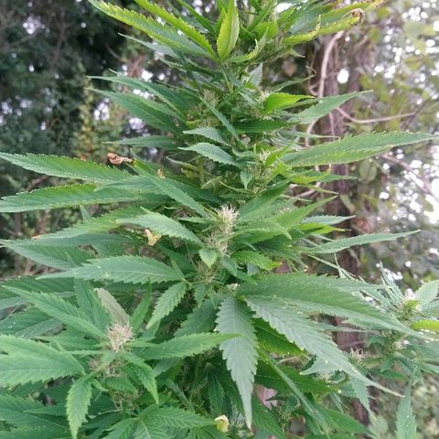 Génétique inconnue growlog photo: Petite visite... La floraison progresse, une bonne odeur commence à se dégager... 💪