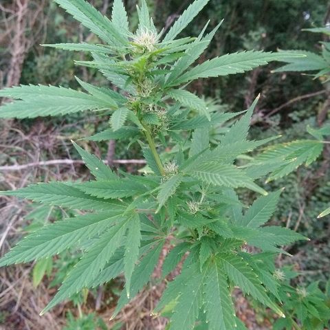 Génétique inconnue growlog photo: Petite visite... La floraison progresse, une bonne odeur commence à se dégager... 💪