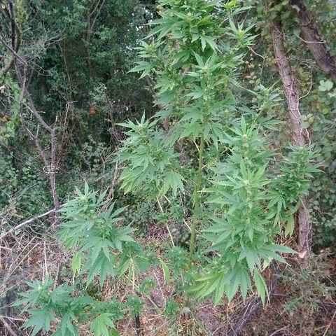 Génétique inconnue growlog photo: Petite visite... La floraison progresse, une bonne odeur commence à se dégager... 💪