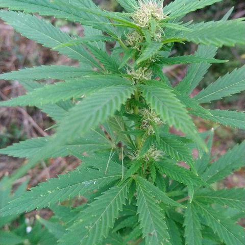 Génétique inconnue growlog photo: Petite visite... La floraison progresse, une bonne odeur commence à se dégager... 💪