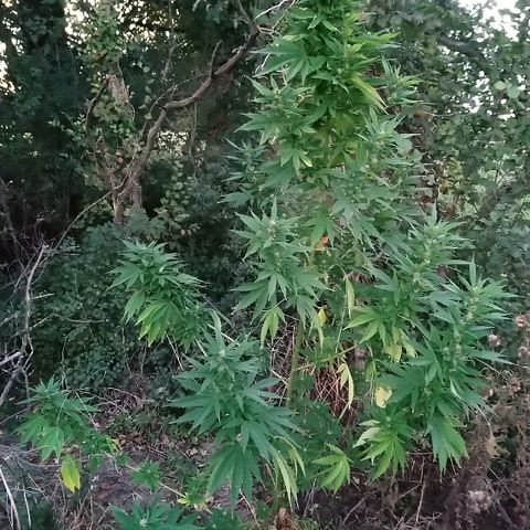 Génétique inconnue growlog photo: La flo se poursuit les tetes gonflent bien.
Juste peur de la récolte de maïs qui approche à grand pas... 😨 4litre d'eau. 