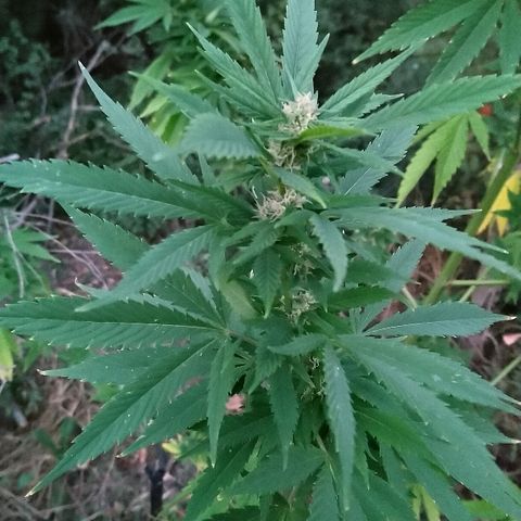 Génétique inconnue growlog photo: La flo se poursuit les tetes gonflent bien.
Juste peur de la récolte de maïs qui approche à grand pas... 😨 4litre d'eau. 