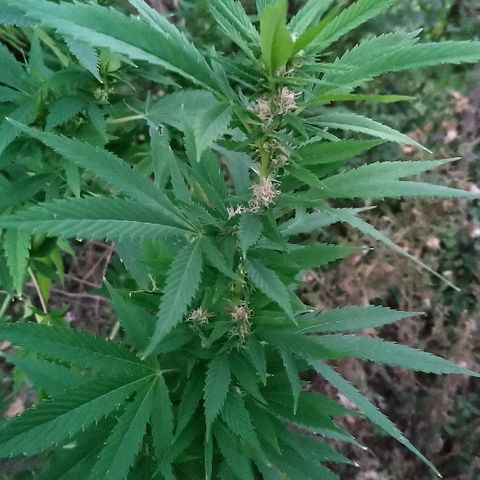 Génétique inconnue growlog photo: La flo se poursuit les tetes gonflent bien.
Juste peur de la récolte de maïs qui approche à grand pas... 😨 4litre d'eau. 