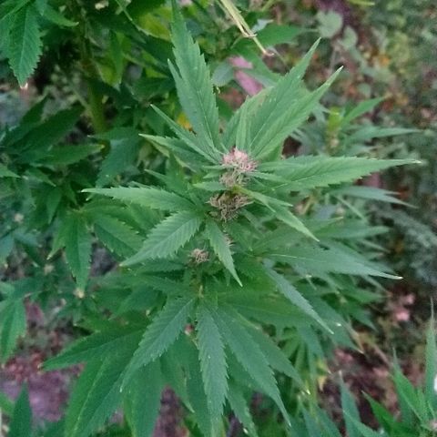 Génétique inconnue growlog photo: La flo se poursuit les tetes gonflent bien.
Juste peur de la récolte de maïs qui approche à grand pas... 😨 4litre d'eau. 