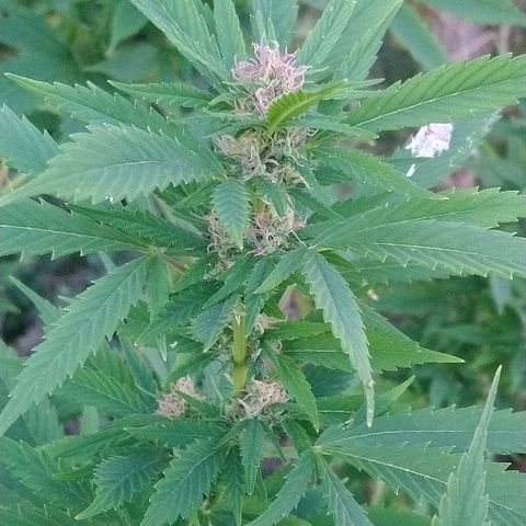 Génétique inconnue growlog photo: Trop belle progression de la Flo.
Une belle odeur... Arrosage de 4l
La récolte 🌾 de Maïs à commencer.
La peur est la si proche du but. 