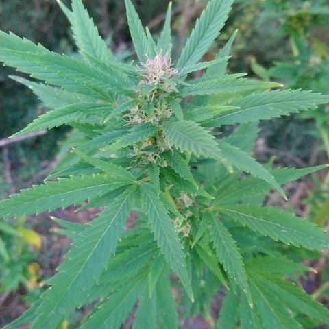 Génétique inconnue growlog photo: Trop belle progression de la Flo.
Une belle odeur... Arrosage de 4l
La récolte 🌾 de Maïs à commencer.
La peur est la si proche du but. 