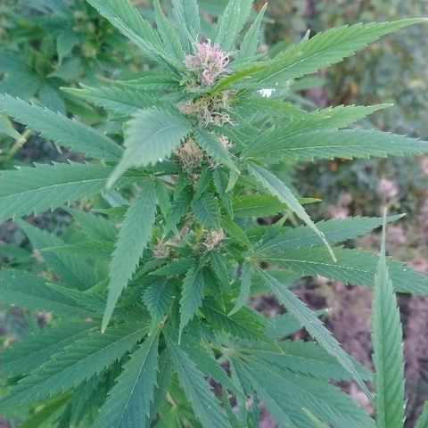 Génétique inconnue growlog photo: Trop belle progression de la Flo.
Une belle odeur... Arrosage de 4l
La récolte 🌾 de Maïs à commencer.
La peur est la si proche du but. 
