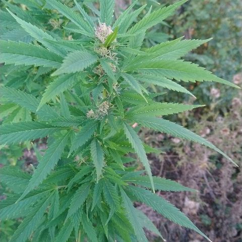 Génétique inconnue growlog photo: Trop belle progression de la Flo.
Une belle odeur... Arrosage de 4l
La récolte 🌾 de Maïs à commencer.
La peur est la si proche du but. 