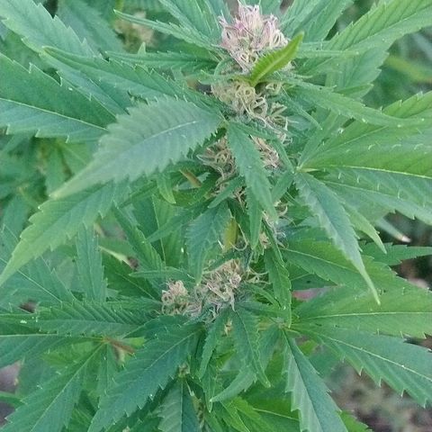 Génétique inconnue growlog photo: Trop belle progression de la Flo.
Une belle odeur... Arrosage de 4l
La récolte 🌾 de Maïs à commencer.
La peur est la si proche du but. 