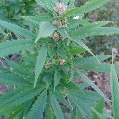 Génétique inconnue growlog photo: Trop belle progression de la Flo.
Une belle odeur... Arrosage de 4l
La récolte 🌾 de Maïs à commencer.
La peur est la si proche du but. 