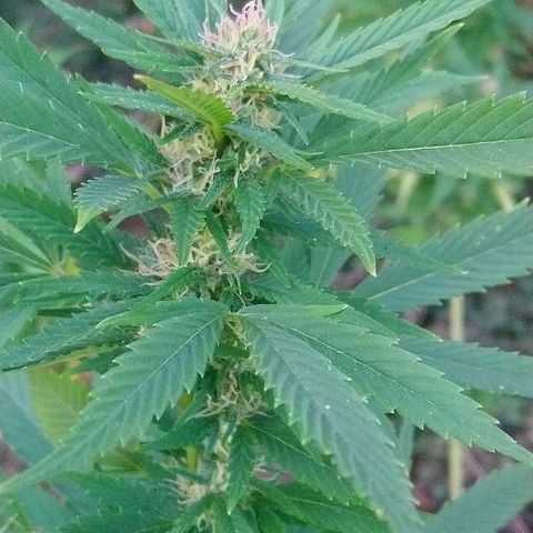 Génétique inconnue growlog photo: Trop belle progression de la Flo.
Une belle odeur... Arrosage de 4l
La récolte 🌾 de Maïs à commencer.
La peur est la si proche du but. 