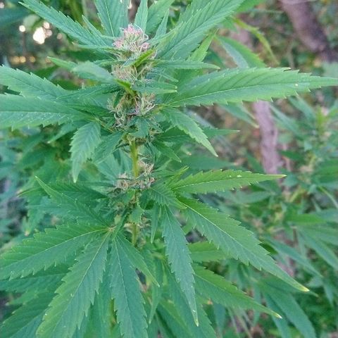 Génétique inconnue growlog photo: Trop belle progression de la Flo.
Une belle odeur... Arrosage de 4l
La récolte 🌾 de Maïs à commencer.
La peur est la si proche du but. 