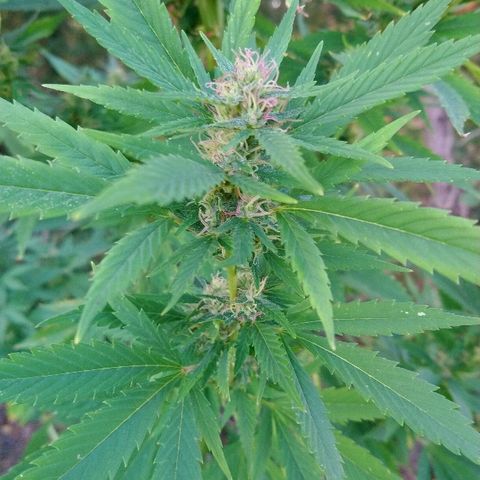 Génétique inconnue growlog photo: Ajout de 4l d'eau. Rinçage.
Des beaux trichomes blancs font leur apparition..
A surveiller de très prêt
Le champ de maïs à été 🌾 récolté. 