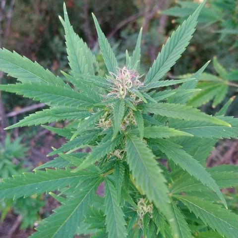 Génétique inconnue growlog photo: Ajout de 4l d'eau. Rinçage.
Des beaux trichomes blancs font leur apparition..
A surveiller de très prêt
Le champ de maïs à été 🌾 récolté. 