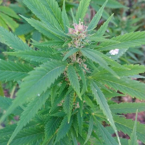 Génétique inconnue growlog photo: Ajout de 4l d'eau. Rinçage.
Des beaux trichomes blancs font leur apparition..
A surveiller de très prêt
Le champ de maïs à été 🌾 récolté. 