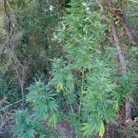 Génétique inconnue growlog photo: Ajout de 4l d'eau. Rinçage.
Des beaux trichomes blancs font leur apparition..
A surveiller de très prêt
Le champ de maïs à été 🌾 récolté. 