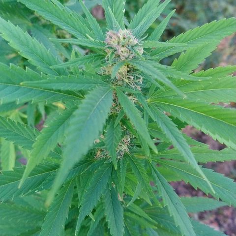 Génétique inconnue growlog photo: Ajout de 4l d'eau. Rinçage.
Des beaux trichomes blancs font leur apparition..
A surveiller de très prêt
Le champ de maïs à été 🌾 récolté. 