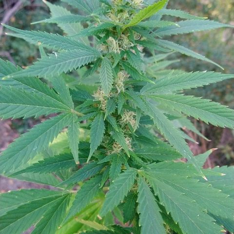Génétique inconnue growlog photo: Ajout de 4l d'eau. Rinçage.
Des beaux trichomes blancs font leur apparition..
A surveiller de très prêt
Le champ de maïs à été 🌾 récolté. 