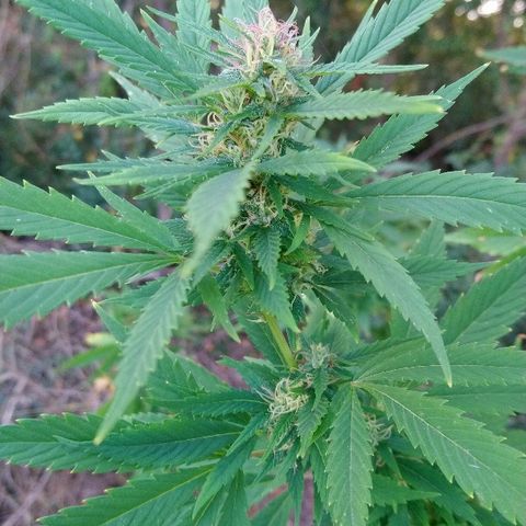 Génétique inconnue growlog photo: Ajout de 4l d'eau. Rinçage.
Des beaux trichomes blancs font leur apparition..
A surveiller de très prêt
Le champ de maïs à été 🌾 récolté. 