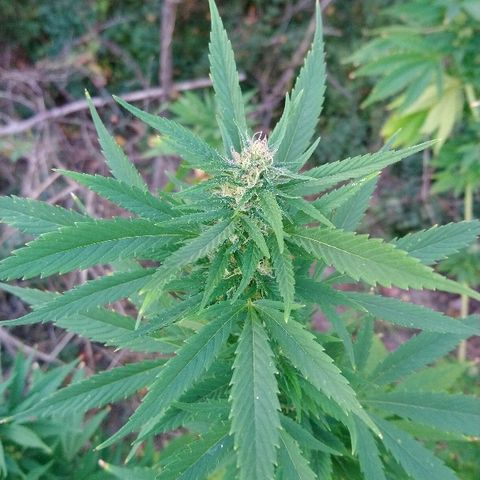 Génétique inconnue growlog photo: Ajout de 4l d'eau. Rinçage.
Des beaux trichomes blancs font leur apparition..
A surveiller de très prêt
Le champ de maïs à été 🌾 récolté. 