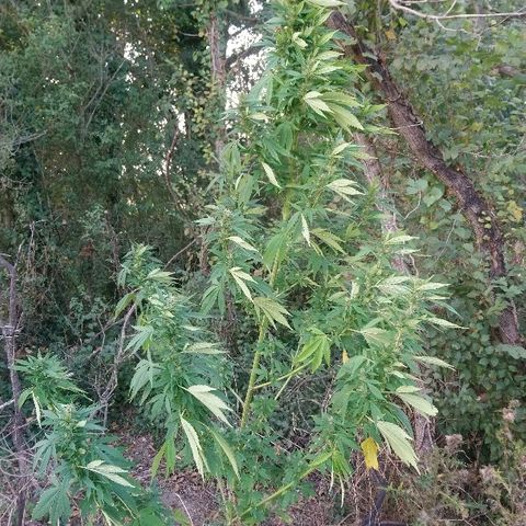Génétique inconnue growlog photo: Les têtes poussent à merveilles 🤩, mis 5l d'eau.
Prélèvements de quelques micro tête du bas.. Une bonne odeur déjà.. 🙃👌