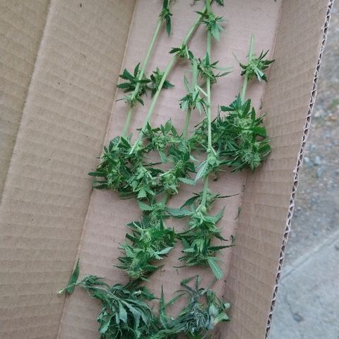 Génétique inconnue growlog photo: Les têtes poussent à merveilles 🤩, mis 5l d'eau.
Prélèvements de quelques micro tête du bas.. Une bonne odeur déjà.. 🙃👌