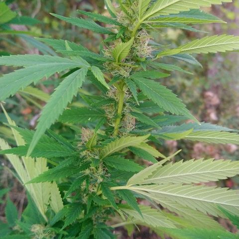 Génétique inconnue growlog photo: Les têtes poussent à merveilles 🤩, mis 5l d'eau.
Prélèvements de quelques micro tête du bas.. Une bonne odeur déjà.. 🙃👌