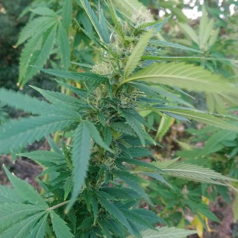 Génétique inconnue growlog photo: Les têtes poussent à merveilles 🤩, mis 5l d'eau.
Prélèvements de quelques micro tête du bas.. Une bonne odeur déjà.. 🙃👌