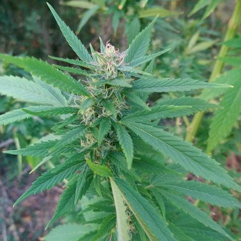 Génétique inconnue growlog photo: Les têtes poussent à merveilles 🤩, mis 5l d'eau.
Prélèvements de quelques micro tête du bas.. Une bonne odeur déjà.. 🙃👌
