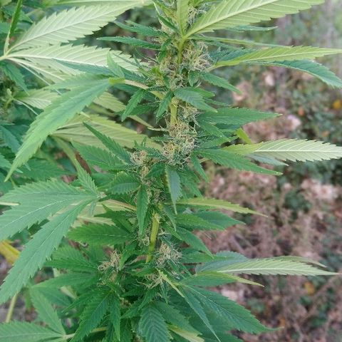 Génétique inconnue growlog photo: Les têtes poussent à merveilles 🤩, mis 5l d'eau.
Prélèvements de quelques micro tête du bas.. Une bonne odeur déjà.. 🙃👌