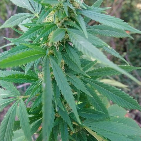 Génétique inconnue growlog photo: Les têtes poussent à merveilles 🤩, mis 5l d'eau.
Prélèvements de quelques micro tête du bas.. Une bonne odeur déjà.. 🙃👌