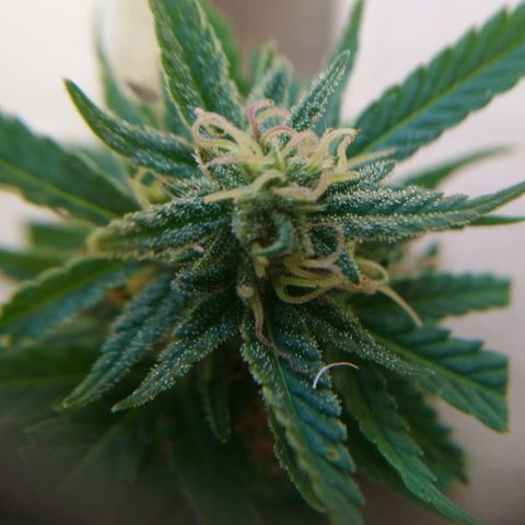 Génétique inconnue growlog photo: Les têtes progressent bien en volume. Mis 5l d'eau. Cueillette d'une branche pour test. Analyse des trichomes encore bien transparent.. Pourtant déjà un bel effet de la Weed.. La récolte approche.. 