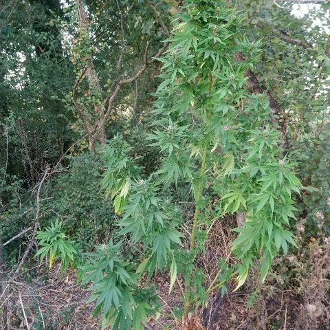 Génétique inconnue growlog photo: Les têtes progressent bien en volume. Mis 5l d'eau. Cueillette d'une branche pour test. Analyse des trichomes encore bien transparent.. Pourtant déjà un bel effet de la Weed.. La récolte approche.. 