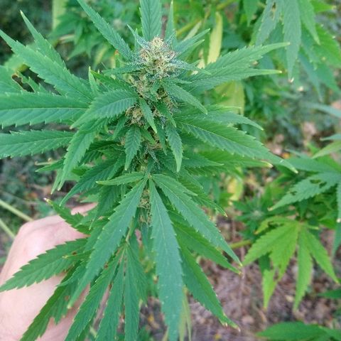 Génétique inconnue growlog photo: Les têtes progressent bien en volume. Mis 5l d'eau. Cueillette d'une branche pour test. Analyse des trichomes encore bien transparent.. Pourtant déjà un bel effet de la Weed.. La récolte approche.. 