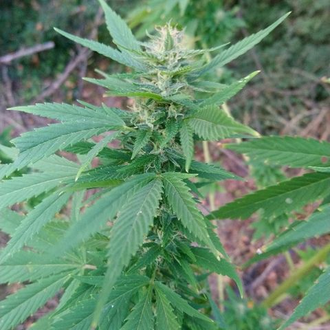 Génétique inconnue growlog photo: Les têtes progressent bien en volume. Mis 5l d'eau. Cueillette d'une branche pour test. Analyse des trichomes encore bien transparent.. Pourtant déjà un bel effet de la Weed.. La récolte approche.. 