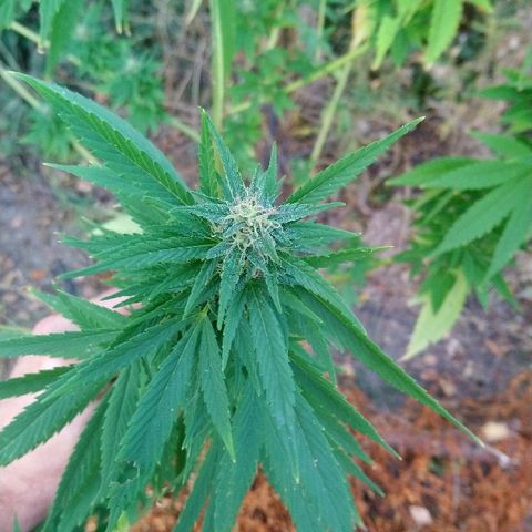 Génétique inconnue growlog photo: Les têtes progressent bien en volume. Mis 5l d'eau. Cueillette d'une branche pour test. Analyse des trichomes encore bien transparent.. Pourtant déjà un bel effet de la Weed.. La récolte approche.. 
