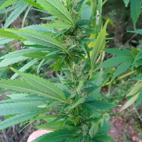 Génétique inconnue growlog photo: Les têtes progressent bien en volume. Mis 5l d'eau. Cueillette d'une branche pour test. Analyse des trichomes encore bien transparent.. Pourtant déjà un bel effet de la Weed.. La récolte approche.. 