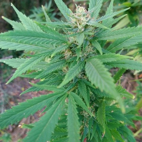 Génétique inconnue growlog photo: Les têtes progressent bien en volume. Mis 5l d'eau. Cueillette d'une branche pour test. Analyse des trichomes encore bien transparent.. Pourtant déjà un bel effet de la Weed.. La récolte approche.. 