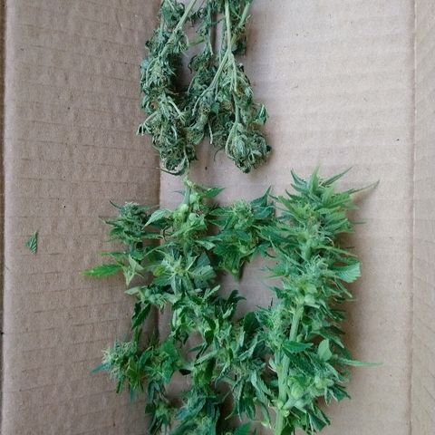 Génétique inconnue growlog photo: Les têtes progressent bien en volume. Mis 5l d'eau. Cueillette d'une branche pour test. Analyse des trichomes encore bien transparent.. Pourtant déjà un bel effet de la Weed.. La récolte approche.. 