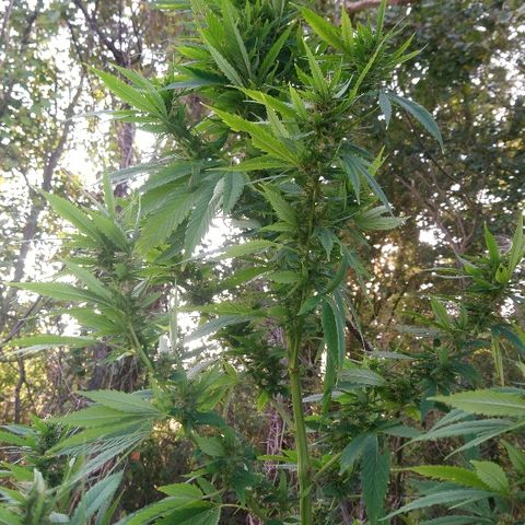 Génétique inconnue growlog photo: Les têtes progressent bien en volume. Mis 5l d'eau. Cueillette d'une branche pour test. Analyse des trichomes encore bien transparent.. Pourtant déjà un bel effet de la Weed.. La récolte approche.. 